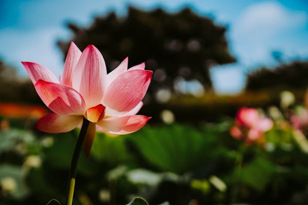 娱乐圈重磅炸弹！大碗娱乐幕后老板浮出水面，身份令人震惊  第2张